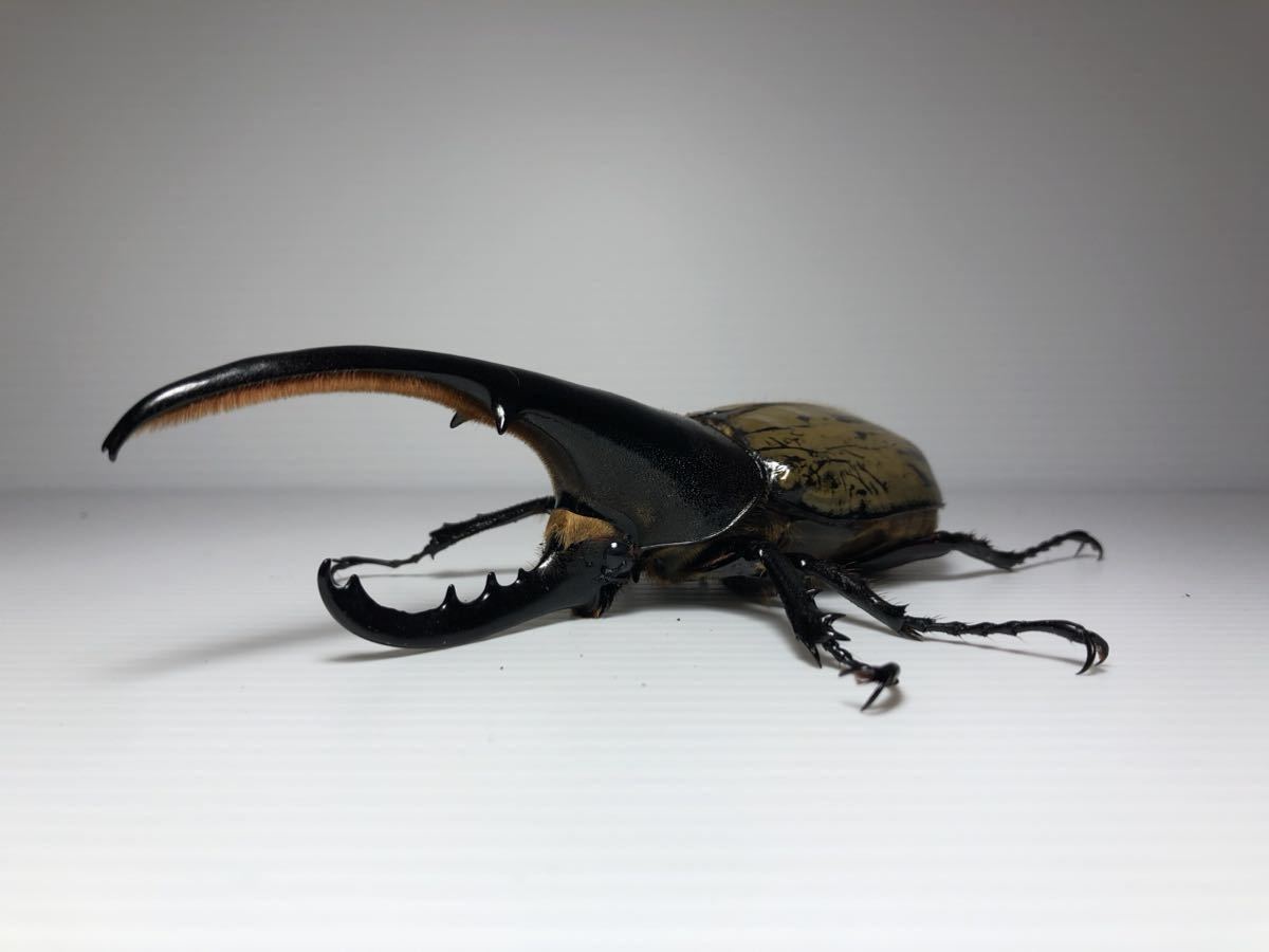 岐阜のタカ◇DHヘラクレス成虫 r3B3 163.5mm◇1936