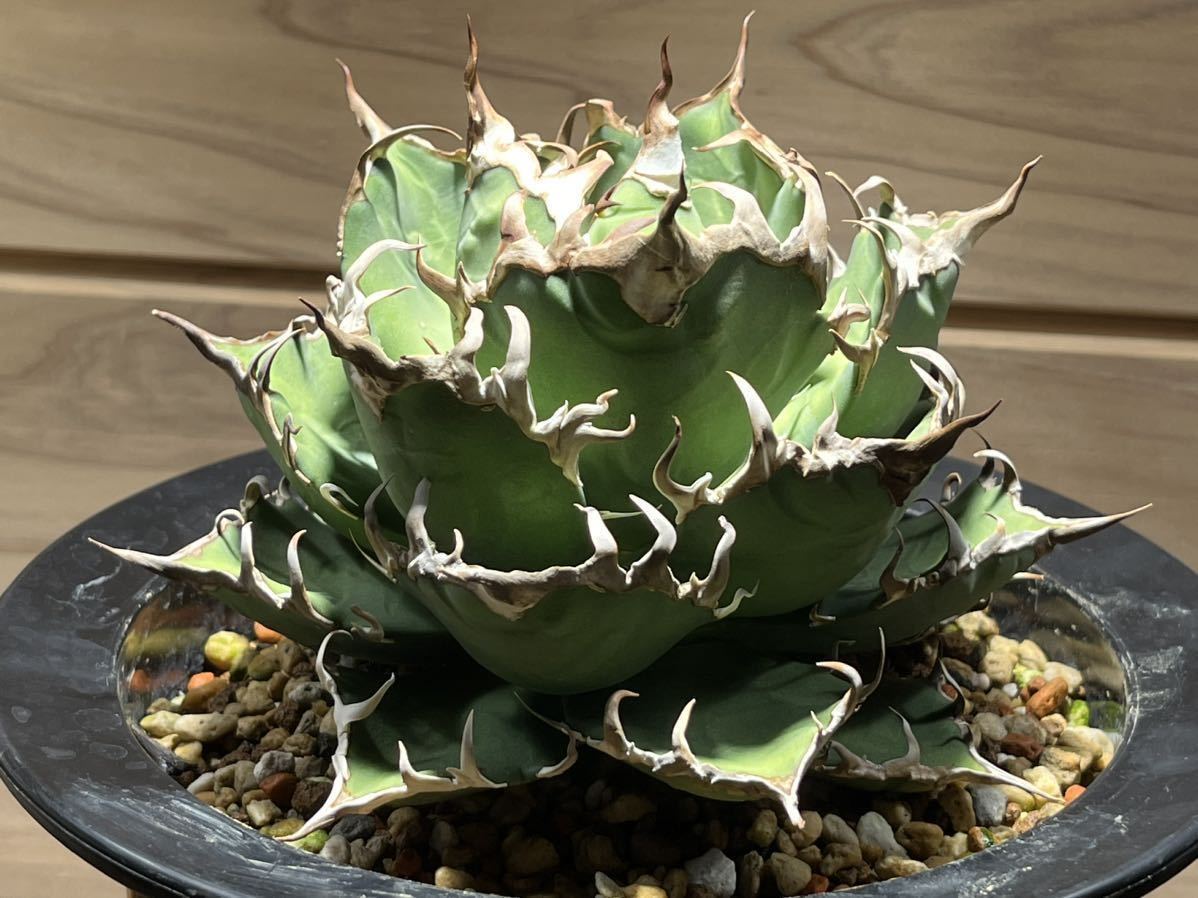 コレクション株 アガベチタノタ シーザー 凱撒 Agave Titanota Caesar