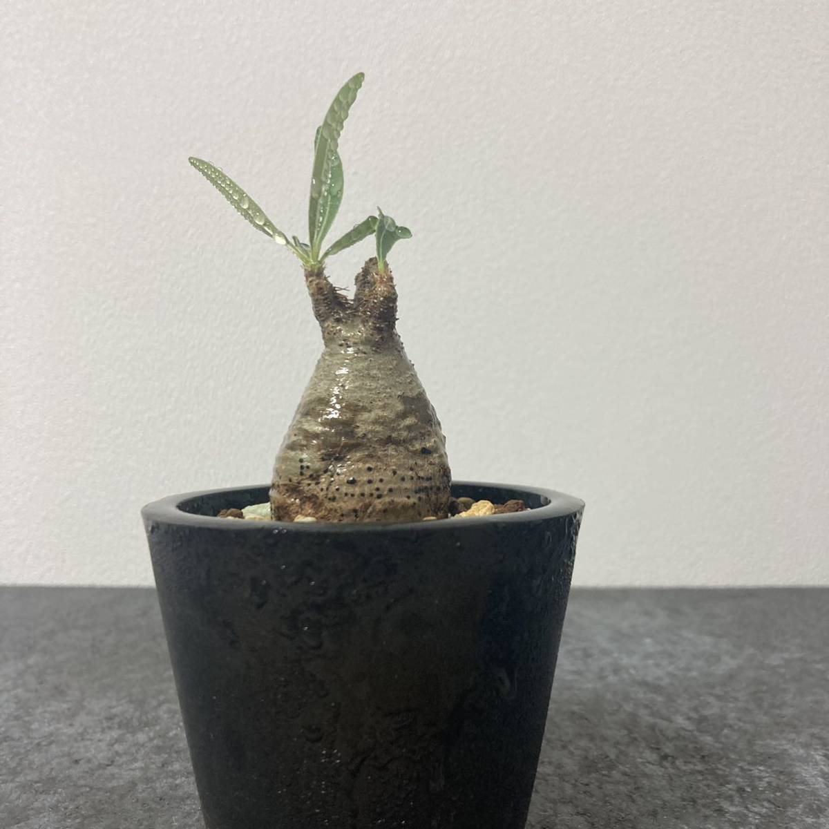 パキポディウム グラキリス コーデックス 塊根植物 チビグラ ミニグラ