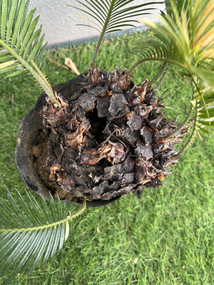 巨大ソテツ（蘇鉄）☆子株複数付