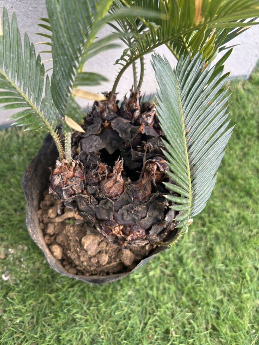 巨大ソテツ（蘇鉄）☆子株複数付