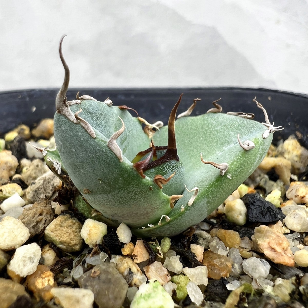 Yahoo!オークション - 14厳選優良血統アガベ チタノタ 剣姫極上強