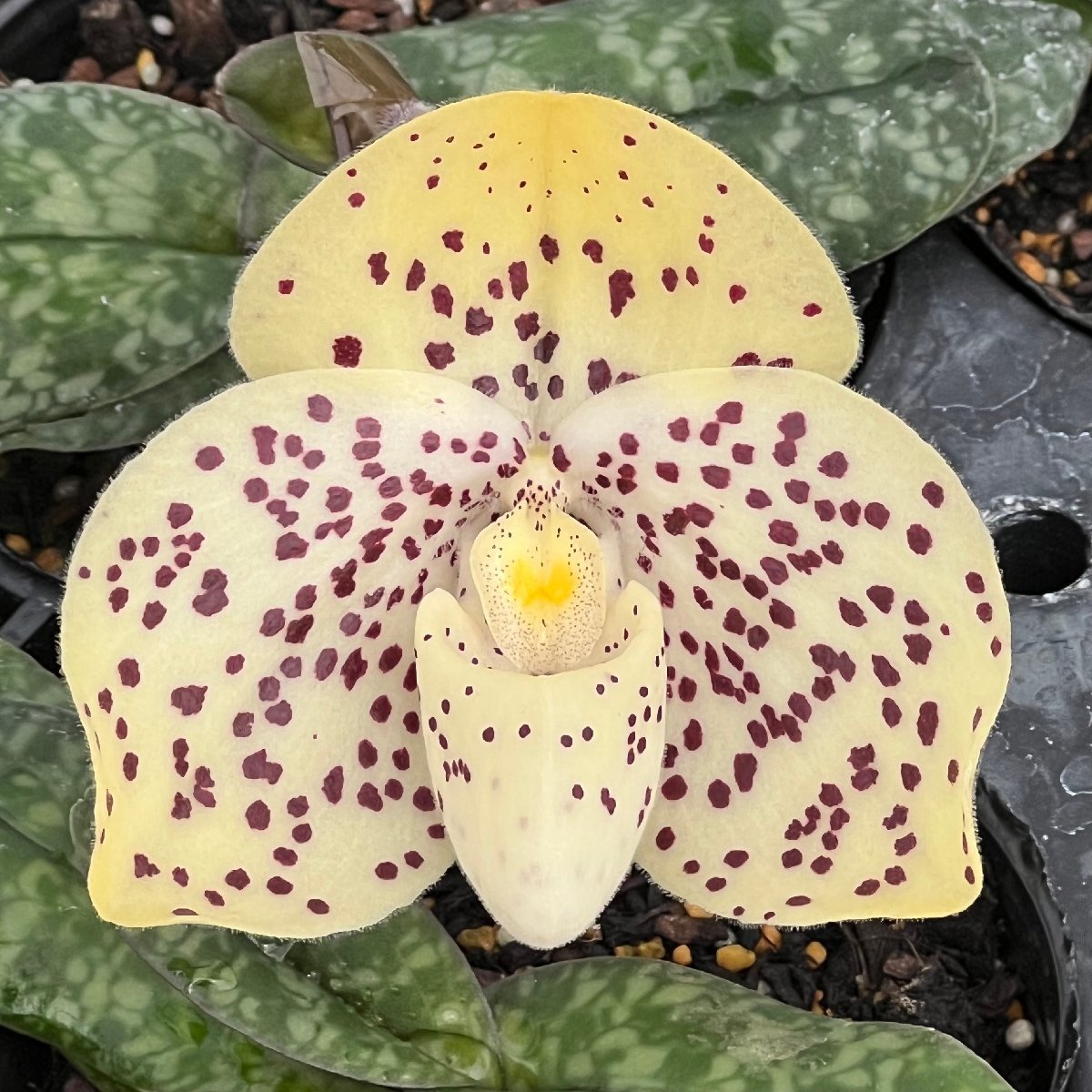 パフィオペディラム 洋らん 洋蘭 原種 Phrag. lindenii パフィオ 洋蘭 原種 Paph ウェンシャネンセ 洋ラン パフィオペディラム
