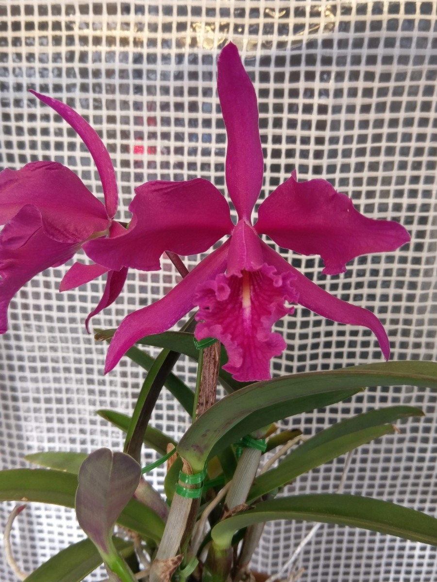 洋蘭 原種 カトレア C.maxima rubra 'Darth Vader' × self(ラン)｜売買