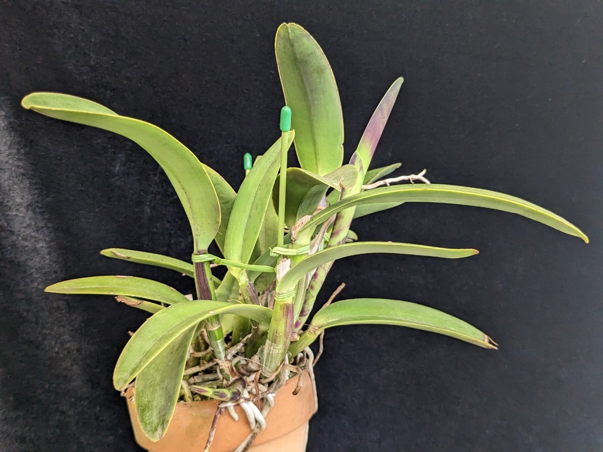 洋蘭 原種 カトレア C.maxima rubra 'Darth Vader' × self(ラン)｜売買