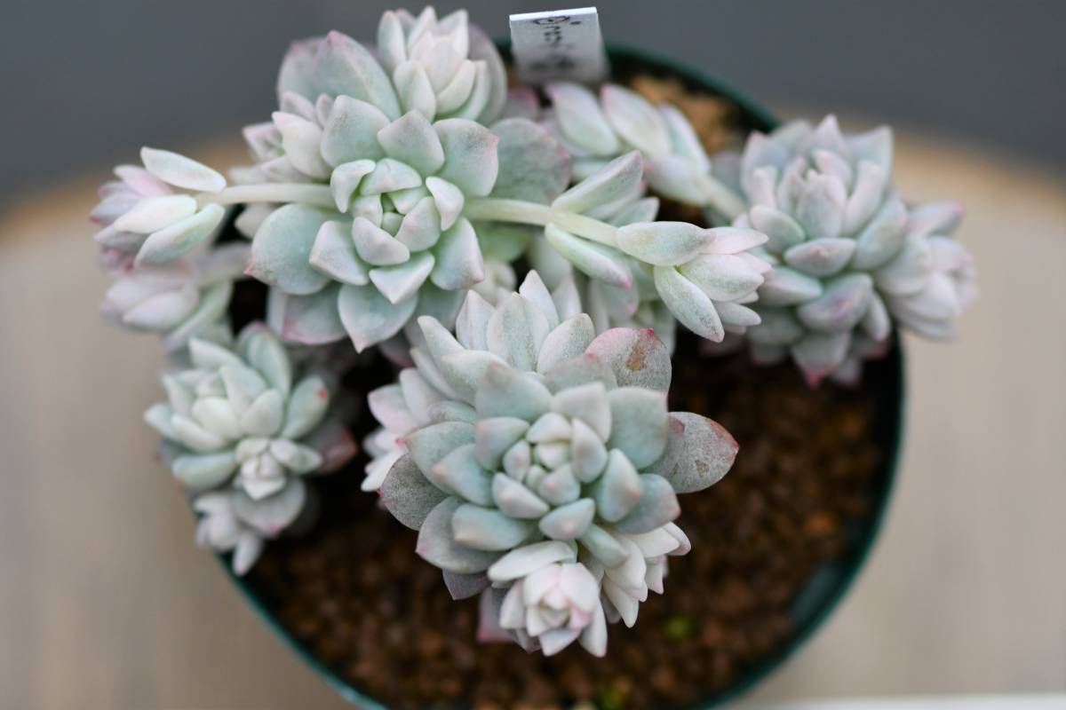 ☆ 多肉植物 大株！ プロリフィカ錦 ① 斑入り エケベリア 