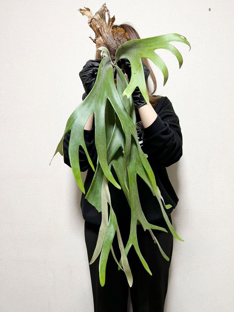 【仕立て直し中】P. willinckii WILD　ウィリンキー ワイルド株 B36 ▽P.willinckii WILD ″Screw manba″▽ ウィリンキー スクリュー