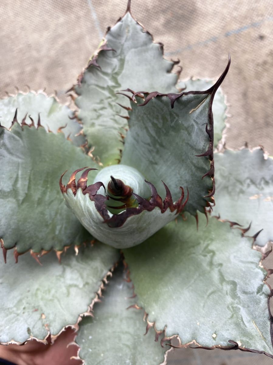 Agave (Lion's Mane) - Phoenix Desert Seeds