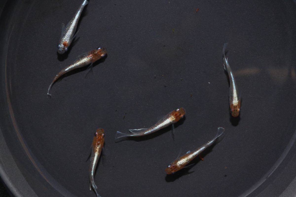 [菊間めだか] 朱光菊　上物　3ペア　No.2