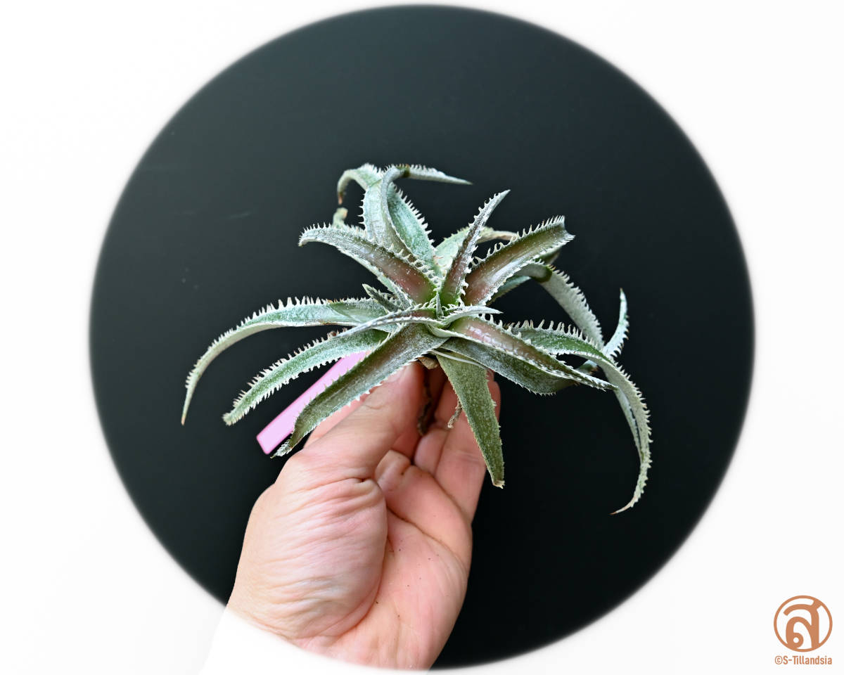 S-Dyckia -ディッキア-2-★★★★★★Marathon "clone pup"★★★★★★
