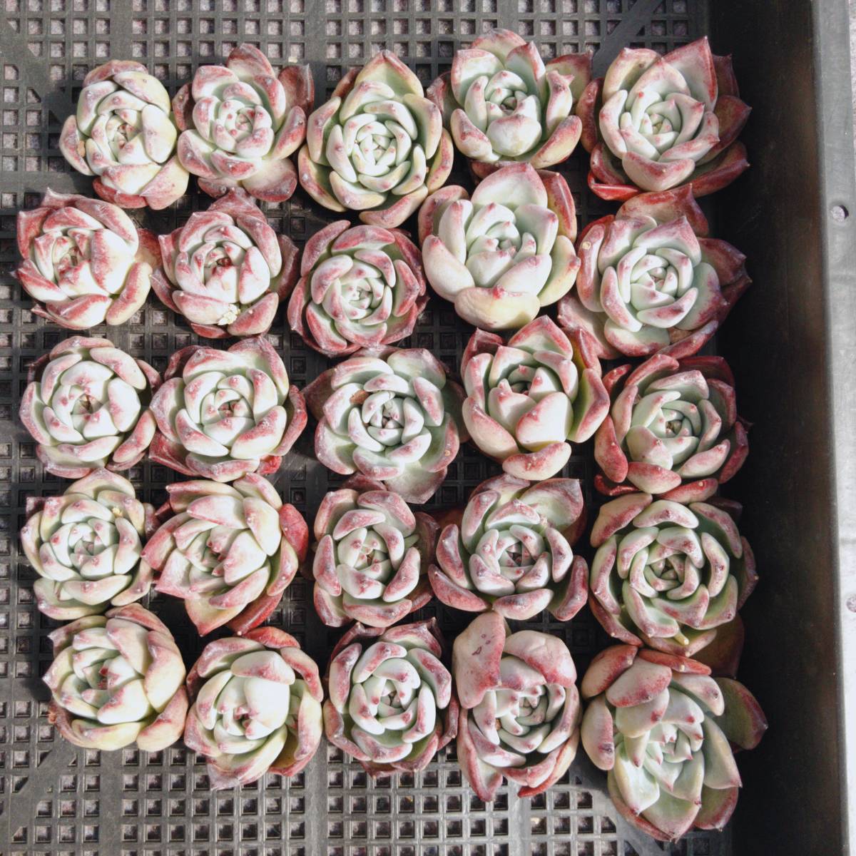 0411-D-316ロブ25個 多肉植物 エケベリア（商品説明に変更があります、ご注意お願いいたします）