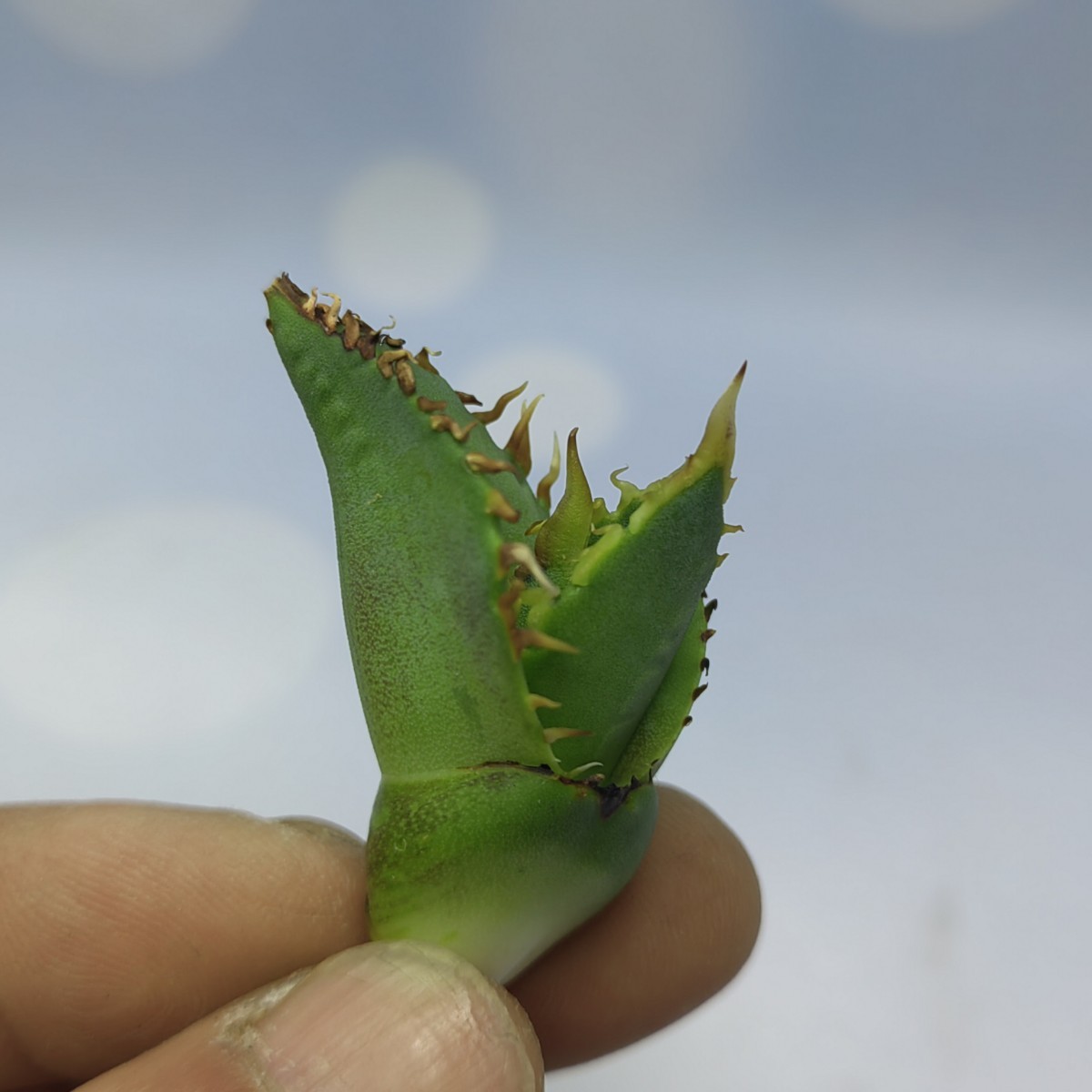 チタノタ アガベ FO-076 titanota AGAVE TITANOTA Agave メルカリ