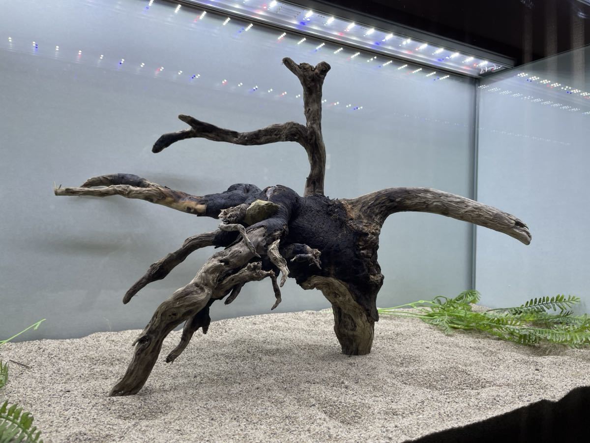 天然流木】☆石抱く広葉樹!足高根物!☆50×45×20cmアクアリウム 