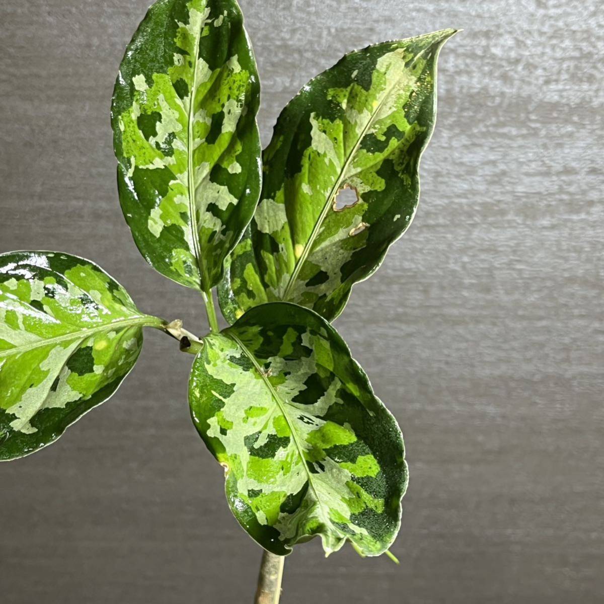 57】アグラオネマ・ピクタム・トリカラー ワイルド株 スマトラ島南