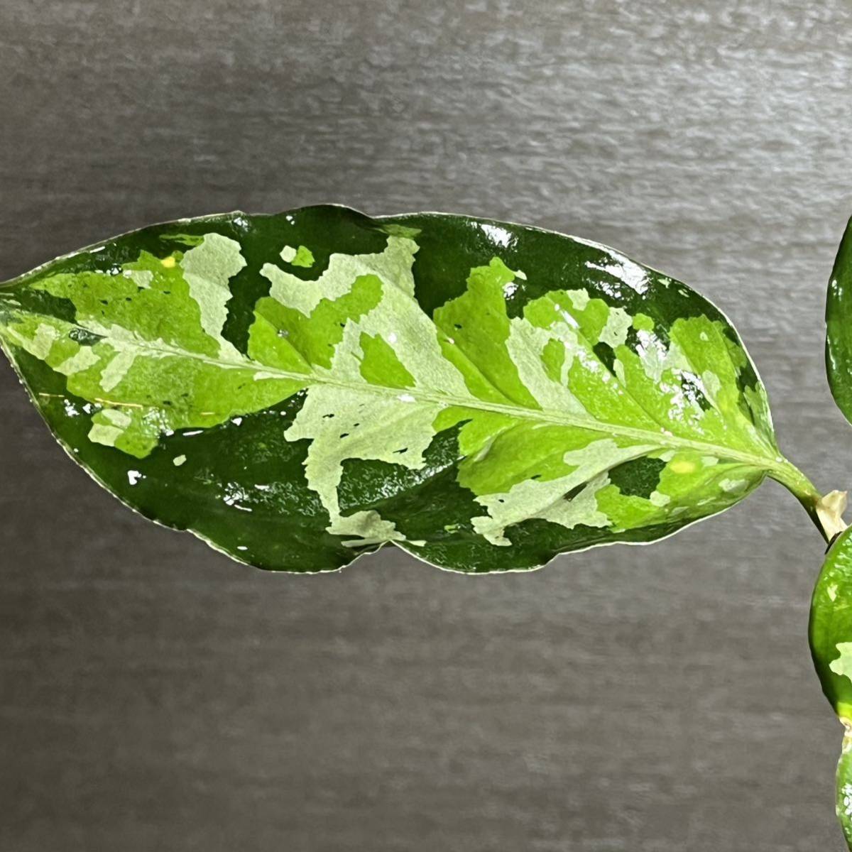 57】アグラオネマ・ピクタム・トリカラー ワイルド株 スマトラ島南