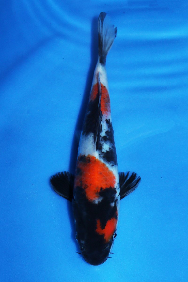 【魚酔#133】 大日養鯉場産 当歳 2022年生 22cm