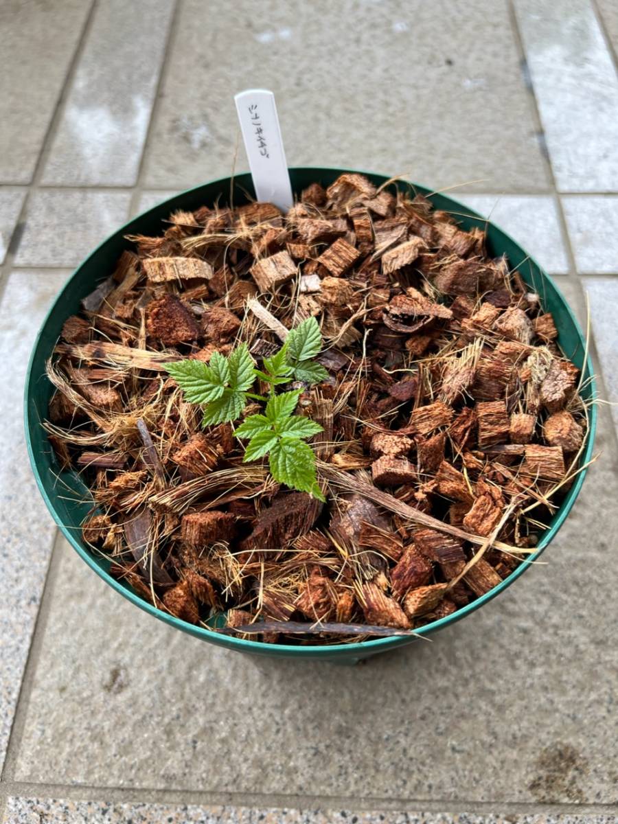 信濃木苺　シナノキイチゴ　木苺　ラズベリー　苗_1