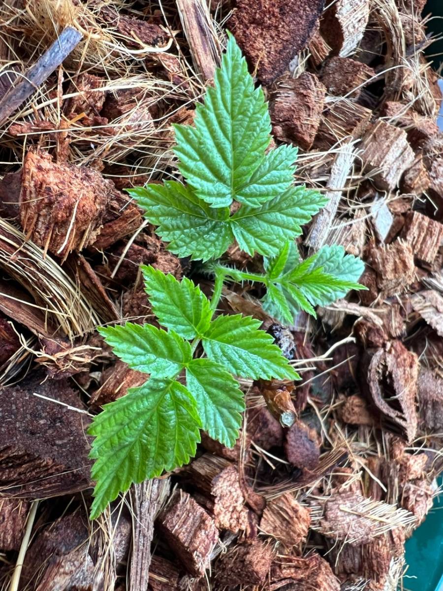 信濃木苺　シナノキイチゴ　木苺　ラズベリー　苗_2