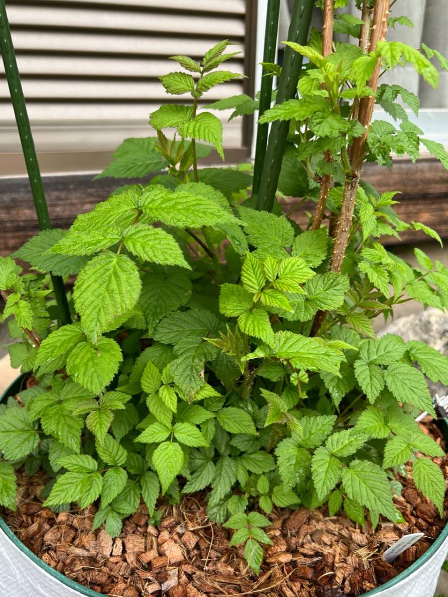 信濃木苺　シナノキイチゴ　木苺　ラズベリー　苗_4