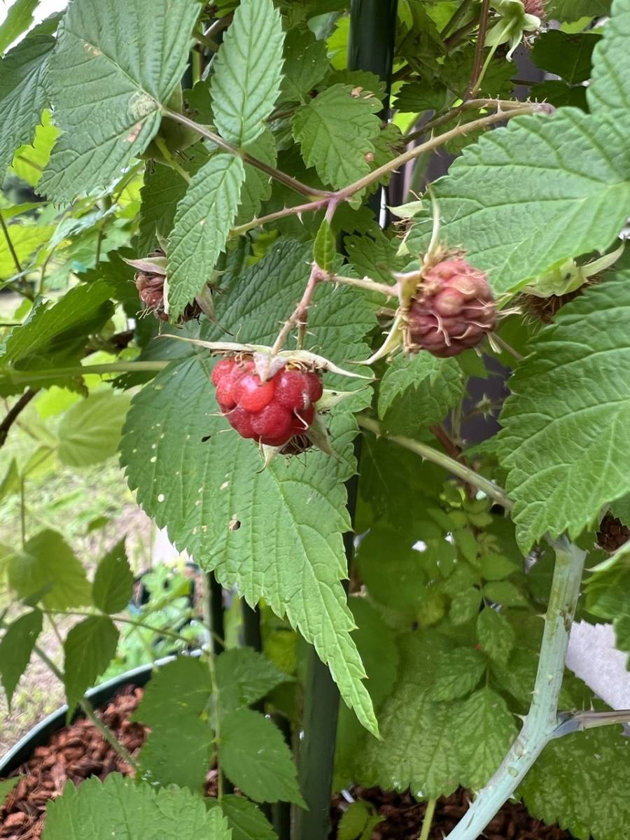 信濃木苺　シナノキイチゴ　木苺　ラズベリー　苗_5