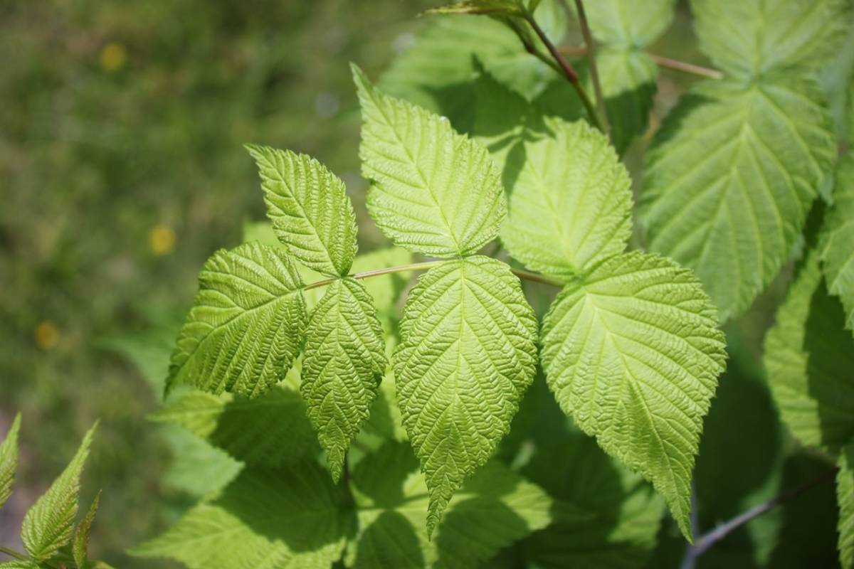 信濃木苺　シナノキイチゴ　木苺　ラズベリー　苗_6