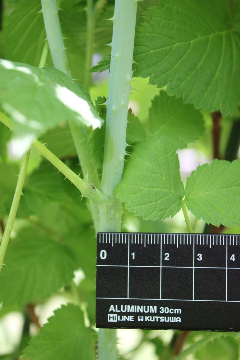 信濃木苺　シナノキイチゴ　木苺　ラズベリー　苗_9