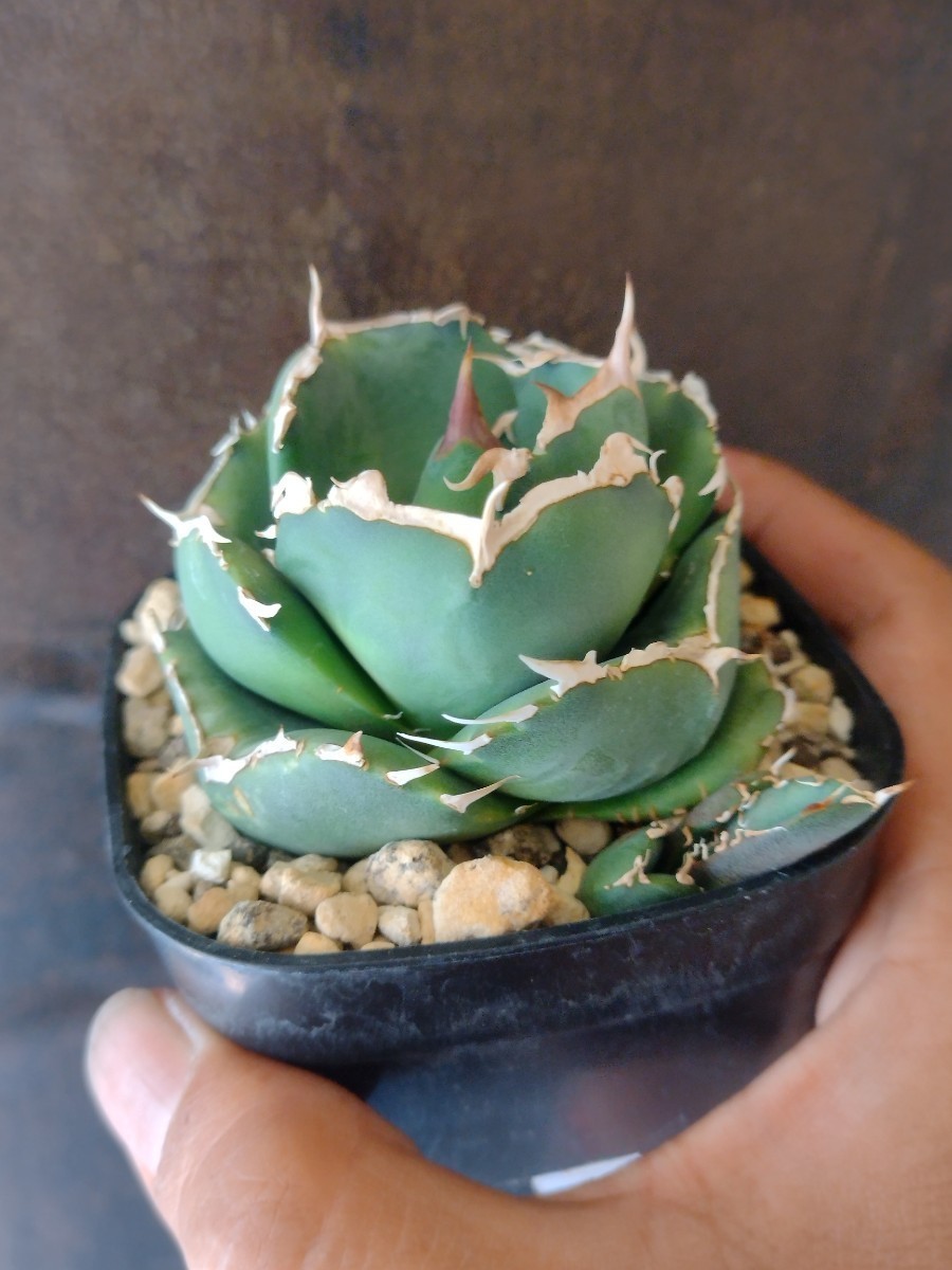 【AGAVE TITANOTA　ムチプリ丸】超デブ株　アガベ　チタノタ　子株　