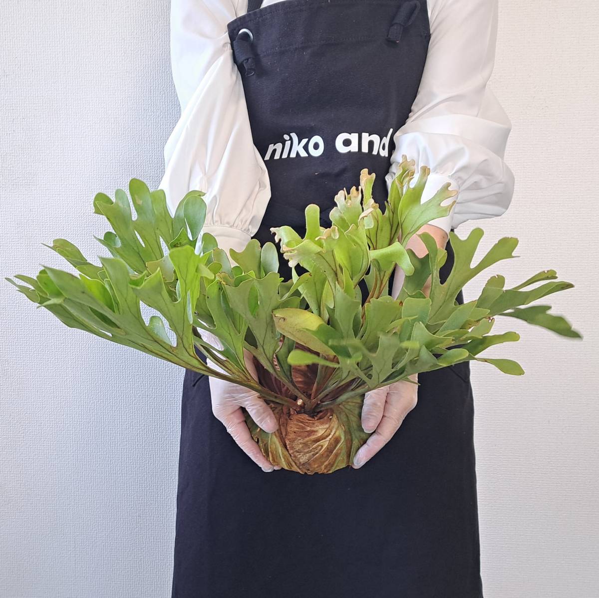 ☆1円スタート☆10+ ビカクシダ 植物☆Platycerium ridleyi (プラティケリウム リドレイ)Center Borneo Wild/麋角羊歯