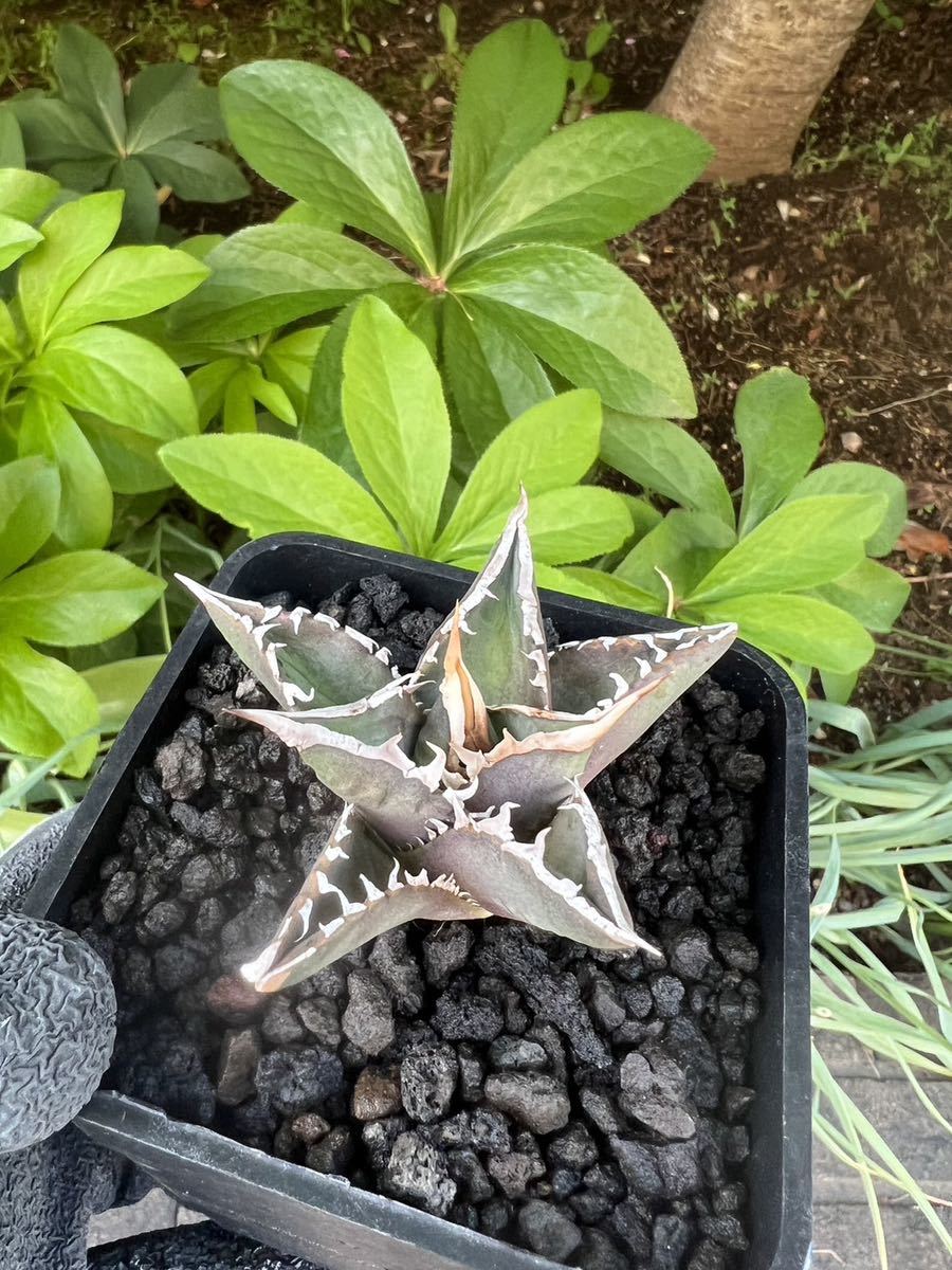 超厳選- アガベ チタノタ 海王 狂刺 短葉 厚葉 極上美株優良血統大株 (台湾株)