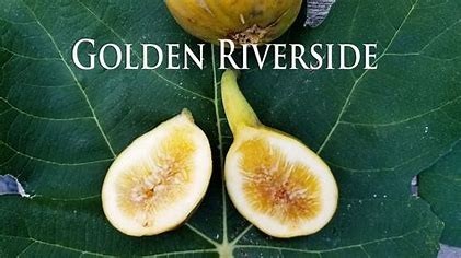 希少イチジク苗 Golden Riverside(ゴールデンリバーサイド）特別