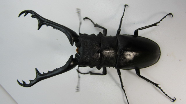 ギラファノコギリ（フローレス島）♂98㎜♂99㎜　オスのみ2頭　 A10