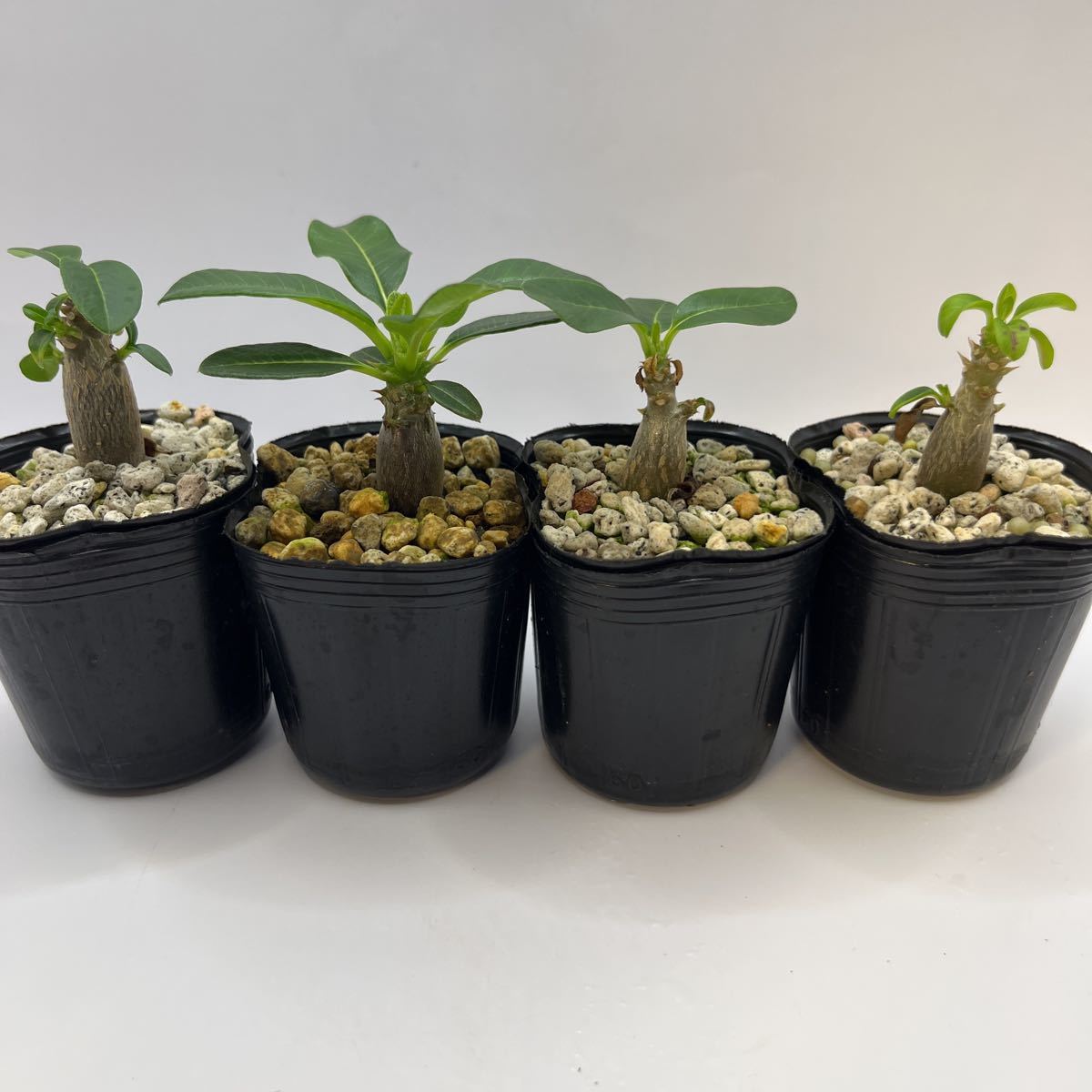 2 パキポディウムウィンゾリー☆ Pachypodium windsorii ☆コーデック