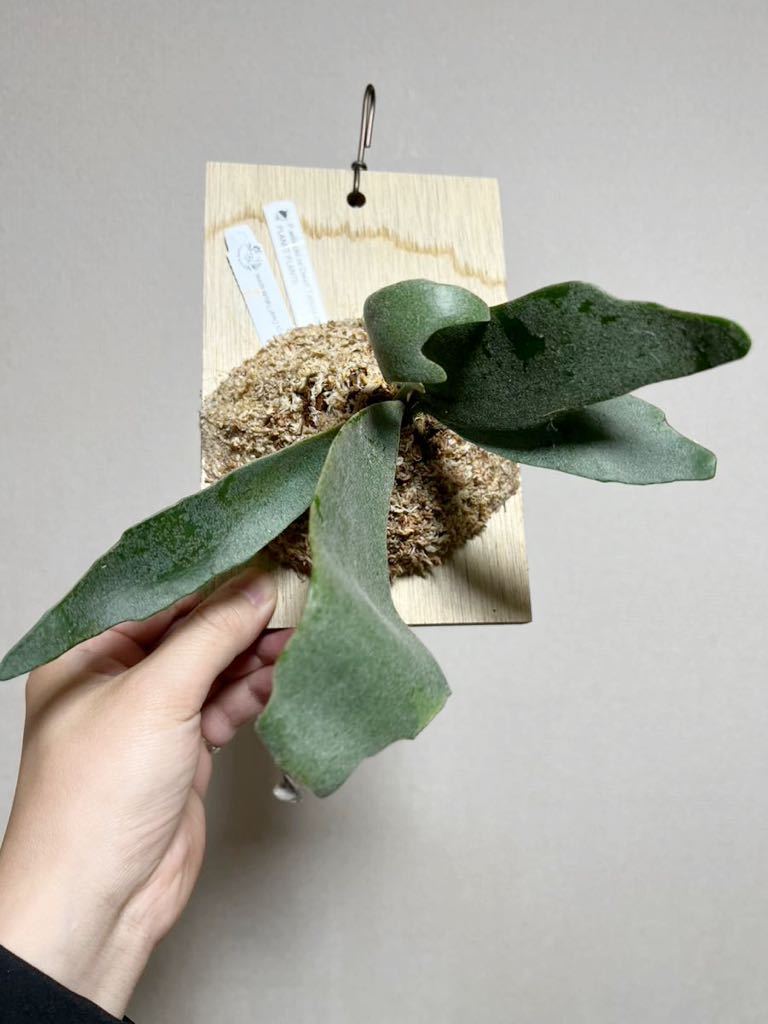 ビカクシダ☆Willinckii Dwarf Tatsuta☆ドワーフタツタ