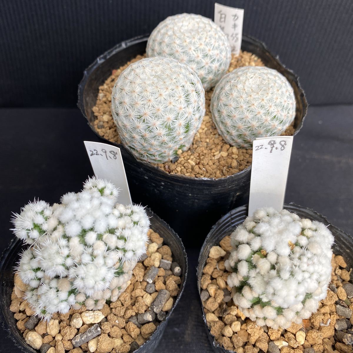 白鳥 白菱 カキコ 実根 多肉植物 サボテン 3鉢(サボテン)｜売買された 