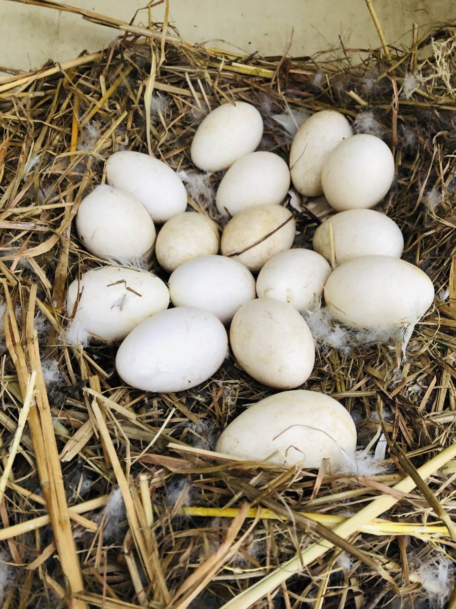 ガチョウの食用卵　10個セット ガチョウ 食用有精卵 ガチョウの有精卵 有精卵 10個 ブロンズ 6個 5個