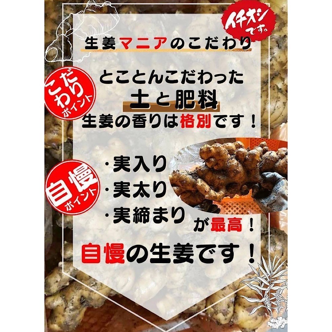 土佐の大生姜4kg　土付き囲い生姜　種　高知県産　土、肥料をこだわりぬいた生姜の香りは格別です。　送料無料_3