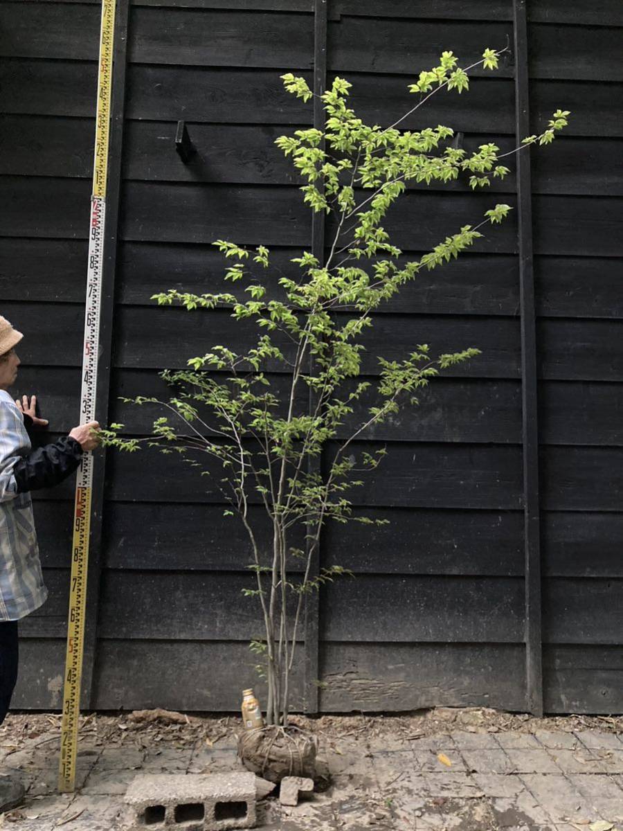 アカシデ　株立ち