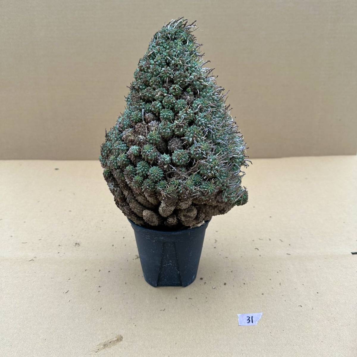 1円スタート」 Euphorbia multiceps 31/ ユーフォルビア ムルチセプス