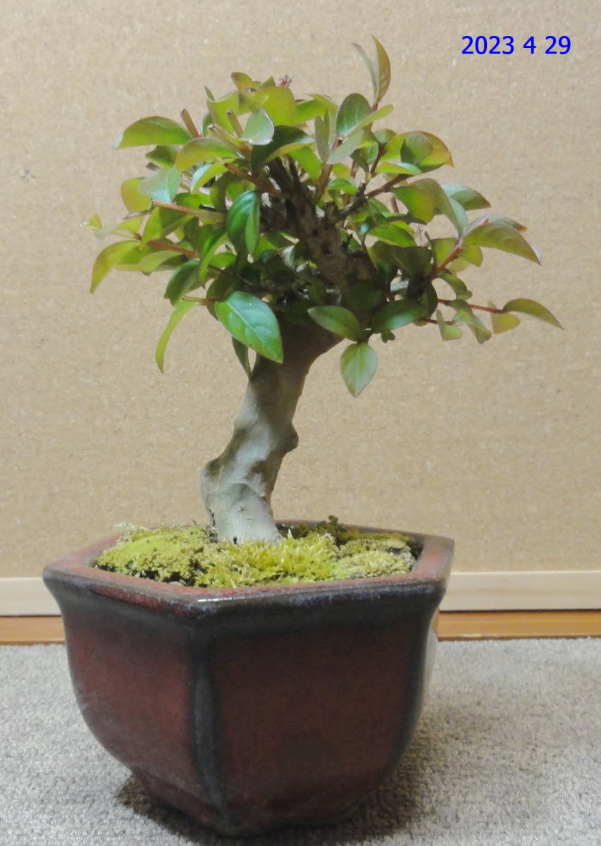 小品　「百日紅（サルスベリ）」　樹高約１０．５Cm