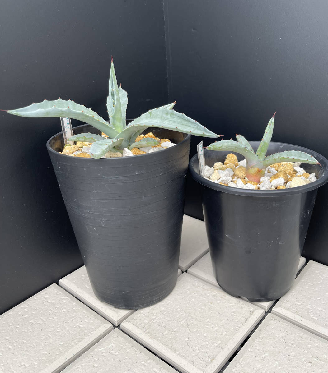 アガベ-アメリカーナ　２株セット_1