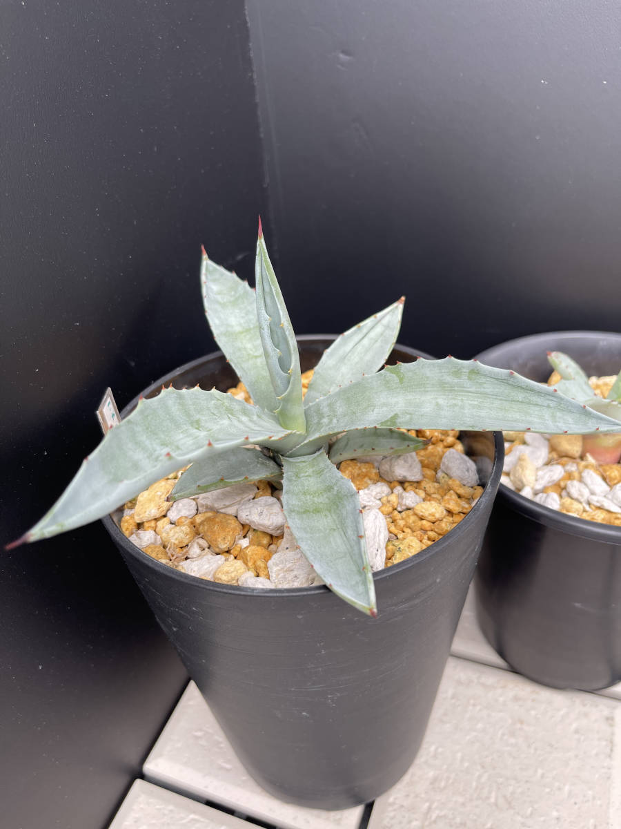 アガベ-アメリカーナ　２株セット_2