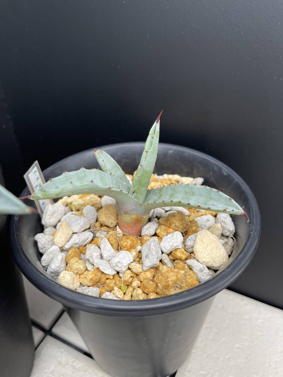 アガベ-アメリカーナ　２株セット_3