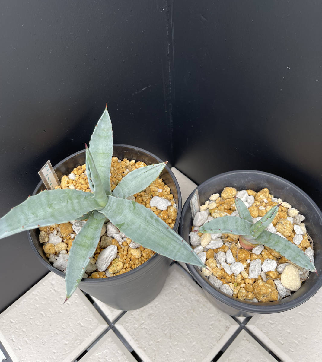 アガベ-アメリカーナ　２株セット_4