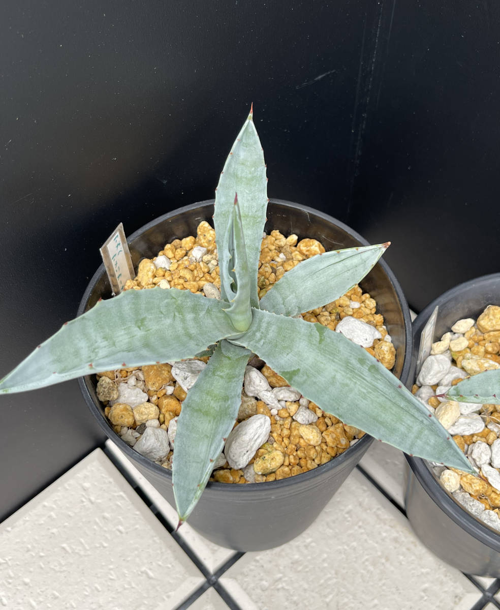 アガベ-アメリカーナ　２株セット_5