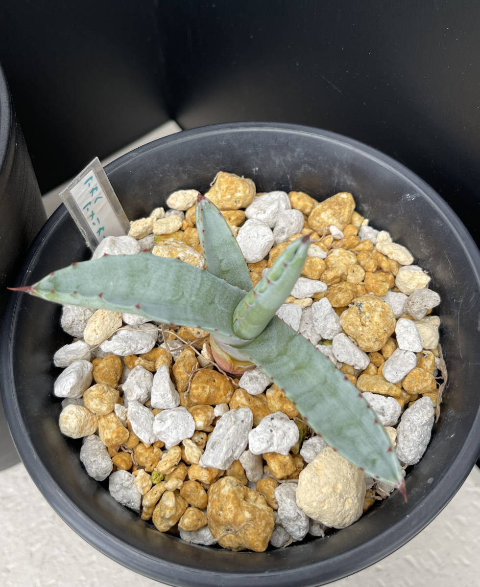 アガベ-アメリカーナ　２株セット_6