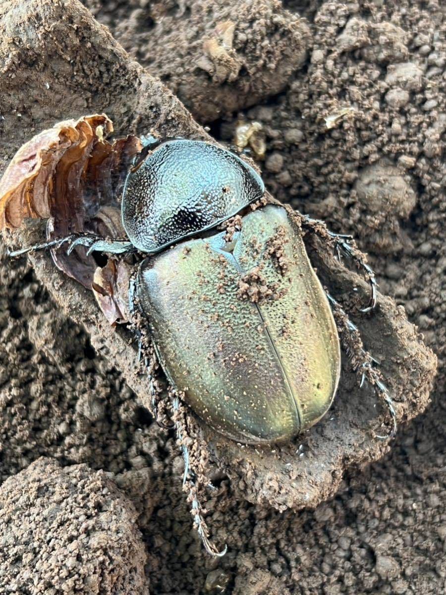 タイリクコーカサス（タイ産）♀新成虫 未後食 2頭セット コーカサス