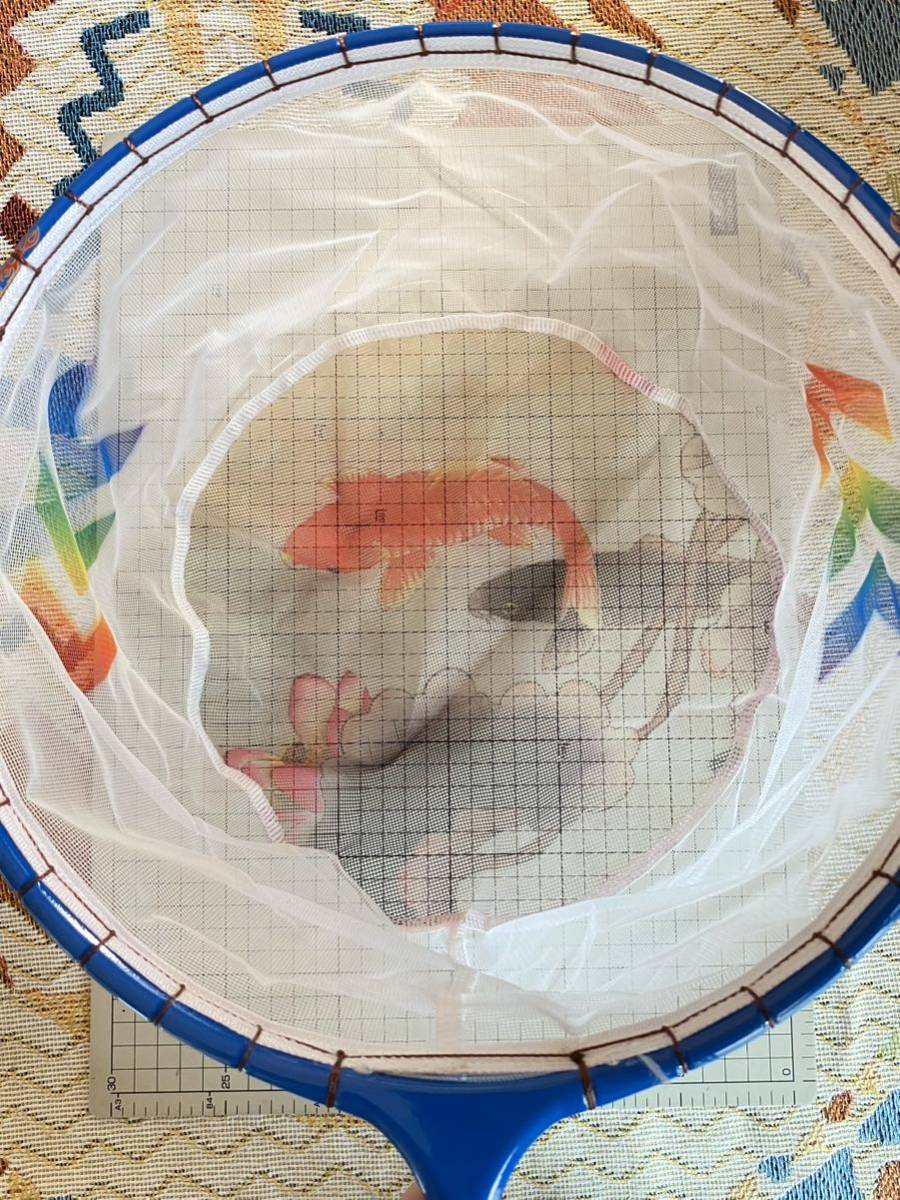 ヘラブナ　新品　カーボン枠玉網　大型　青色枠　二色網　タモ網　1円スタート_7
