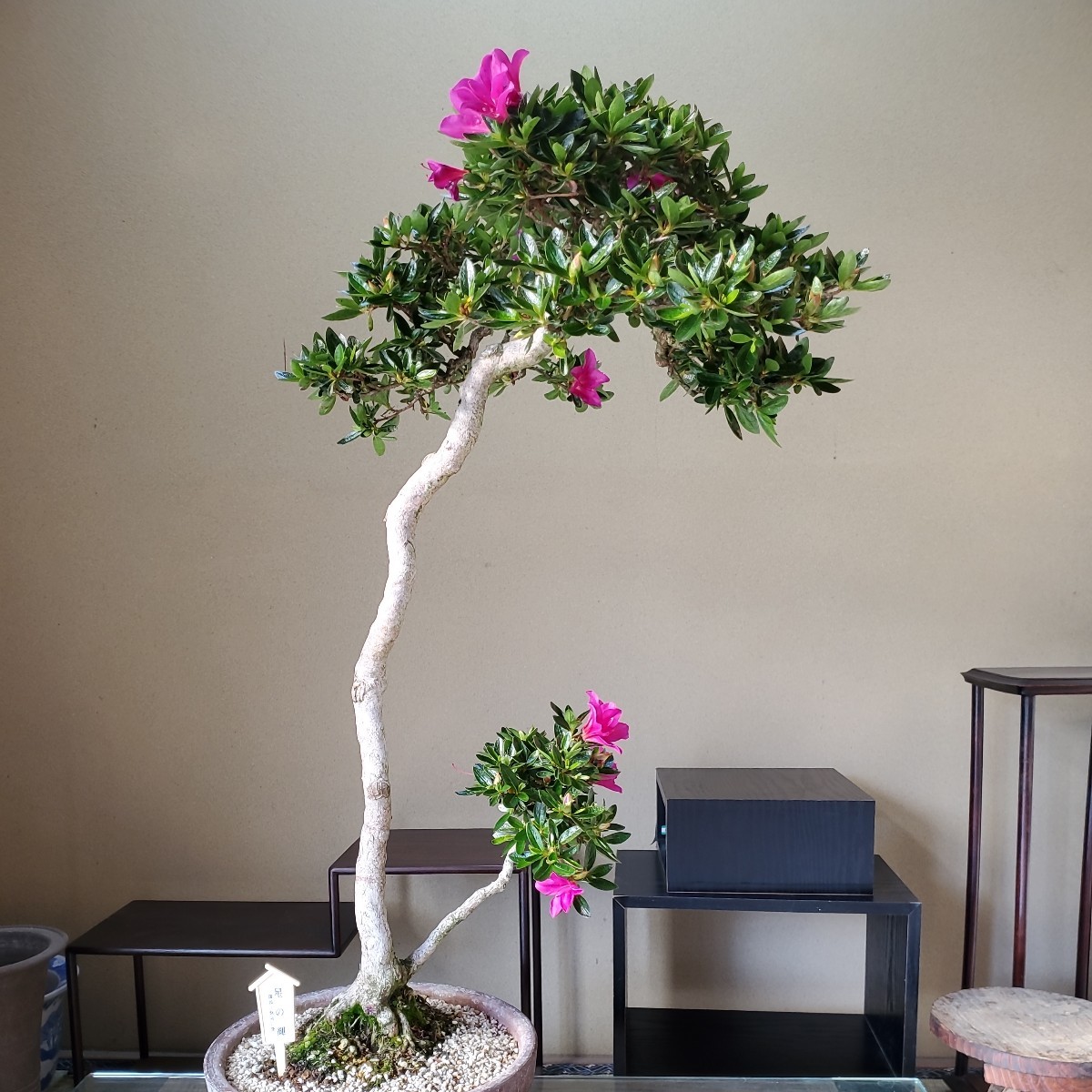 楽天市場】盆栽 皐月 聖代 樹高 約14cm さつき Rhododendron indicum