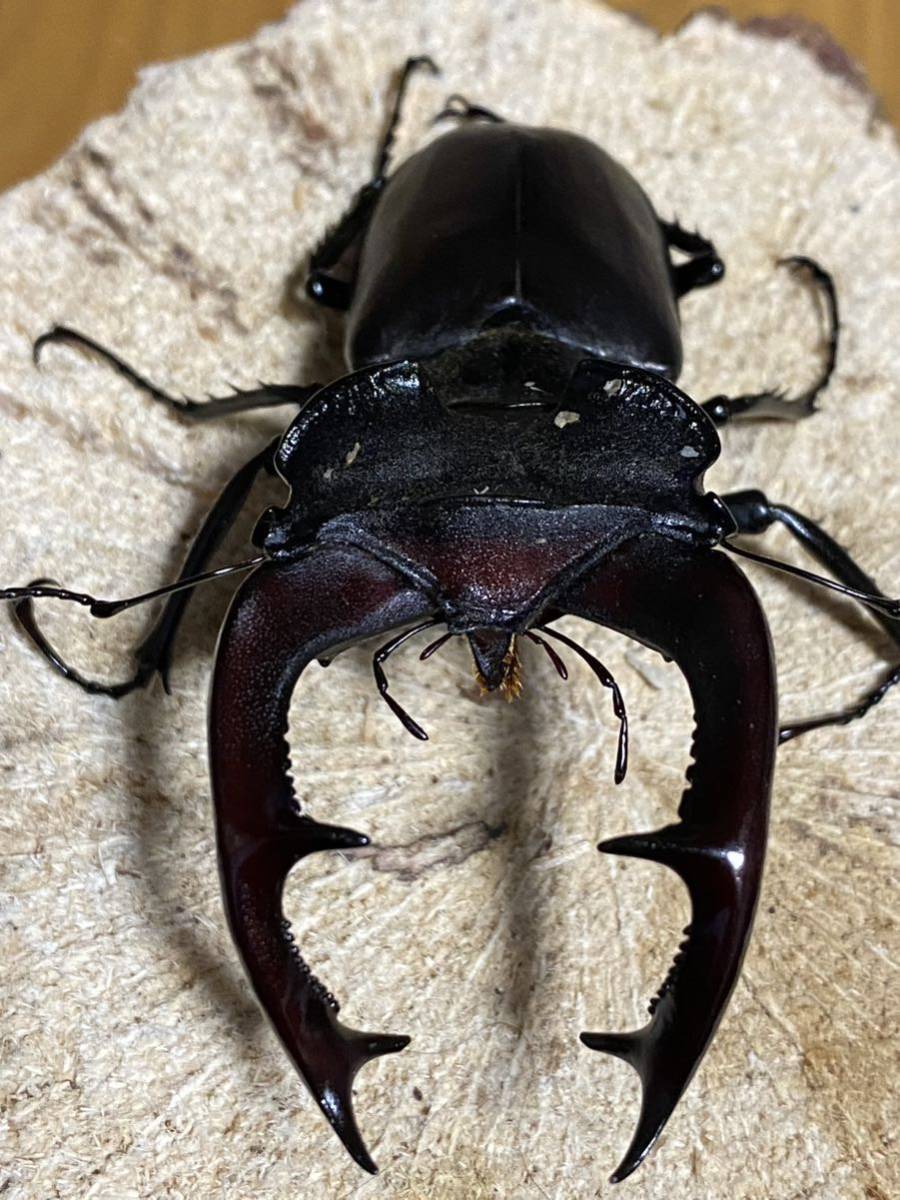 (即ブリ)ヨーロッパミヤマ ケルブス ♂83ミリ 単