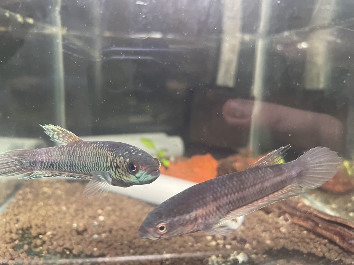 ワイルドベタ アントゥタ タイプS B 若魚ペア(ベタ)｜売買された 